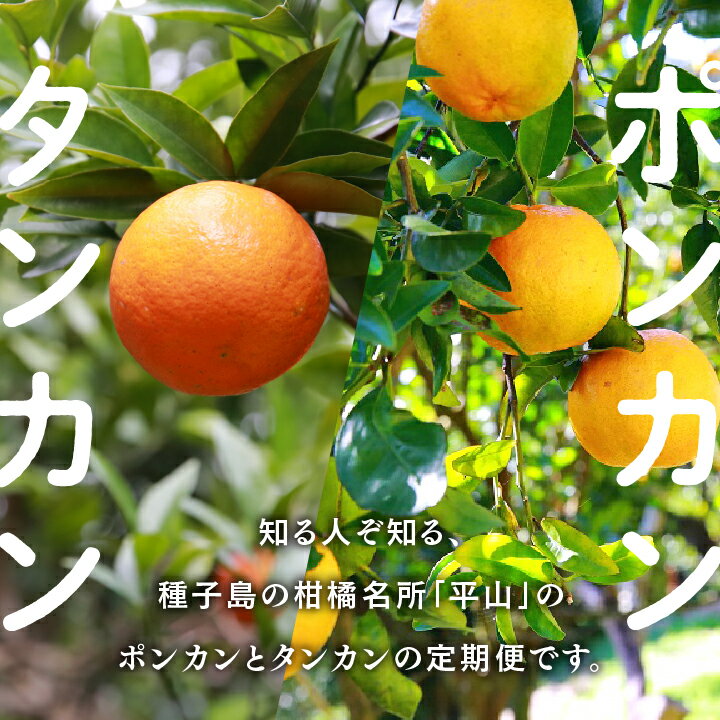 鹿児島県南種子町の画像2