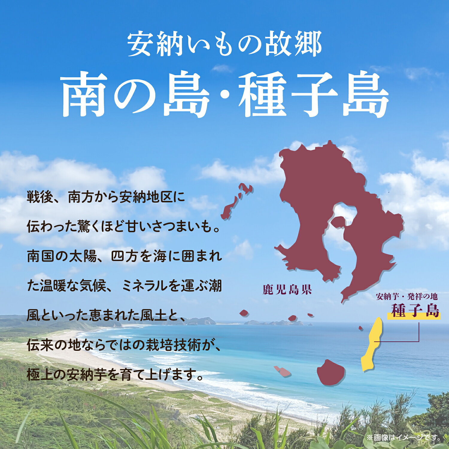 【ふるさと納税】 安納芋 冷凍 焼き芋 安納こがね 約 1kg 冷凍 小分け 3〜5袋 幻 安納いも スイーツ お菓子 焼きいも 芋 1キロ デザート おやつ 種子島産 お取り寄せ 人気 おすすめ ギフト 返礼品 南種子町 鹿児島 【観光物産館トンミー市場】 f465020-minamitane-10000547 鹿児島県南種子町 サンプル画像2