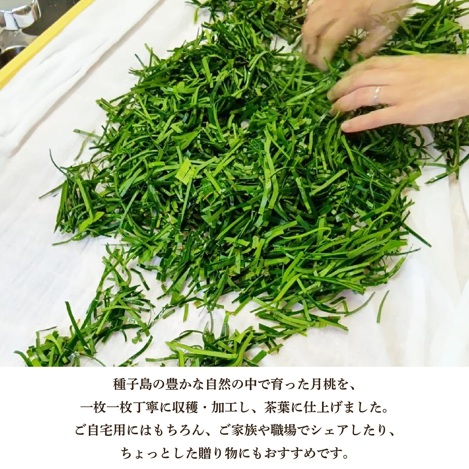 【ふるさと納税】Moon Leaf 月桃茶（6g）1袋 / 3袋 / 6袋 茶葉 ハーブティー カフェインレス 【Full Moon & Co.】 f465020-minamitane-10000693 鹿児島県南種子町 サンプル画像2