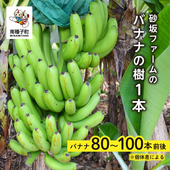 フルーツ・果物(バナナ)人気ランク3位　口コミ数「0件」評価「0」「【ふるさと納税】 砂坂ファーム バナナ 樹 1本 ( 80本~100本：個体差により異なります ) バナナ ばなな 果物 フルーツ 食品 グルメ お取り寄せ おすそわけ 人気 おすすめ ギフト 返礼品 南種子町 鹿児島 かごしま 【観光物産館トンミー市場】」