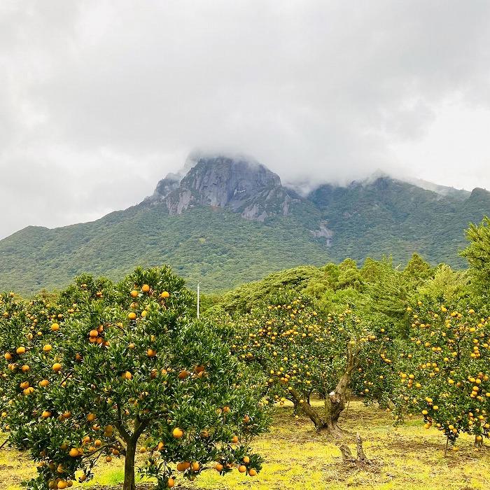 【ふるさと納税】屋久島たんかん精油　3ml | 鹿児島県 屋久島町 鹿児島 屋久島 支援品 ふるさと 支援 返礼品 お取り寄せ アロマオイル 精油 エッセンシャルオイル アロマ グッズ ディフューザー 香り リラックス アロマテラピー オイル 芳香 送料無料
