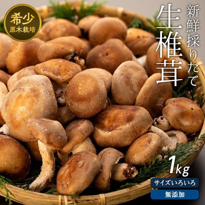 【ふるさと納税】希少・原木栽培!屋久島産・新鮮採りたて生椎茸 1kg (200g×5袋) | しいたけ シイタケ 野菜 屋久島町 鹿児島 九州 きのこ 旬 返礼...