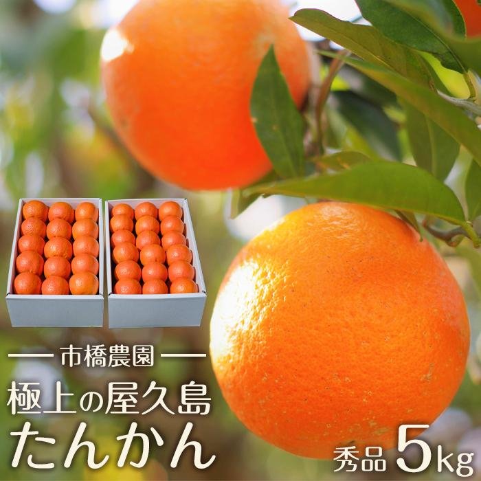 【ふるさと納税】＜先行予約／数量限定＞【市橋農園】屋久島産たんかん・5キロ箱（秀品／ご贈答としても) | 果物 くだもの フルーツ 柑橘 かんきつ 鹿児島 お取り寄せ グルメ ご当地 箱 ギフト 贈答 おすすめ 人気 糖度 美味しい 農園直送のサムネイル