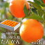 【ふるさと納税】<先行予約/限定100箱>【市橋農園】屋久島産たんかん・3キロ箱(秀品/贈答用としても) | たんかん タンカン 国産 果物 くだもの フルーツ 柑橘 数量限定 期間限定 屋久島町 鹿児島 屋久島 ふるさと 納税 お取り寄せ ご当地 12,000円