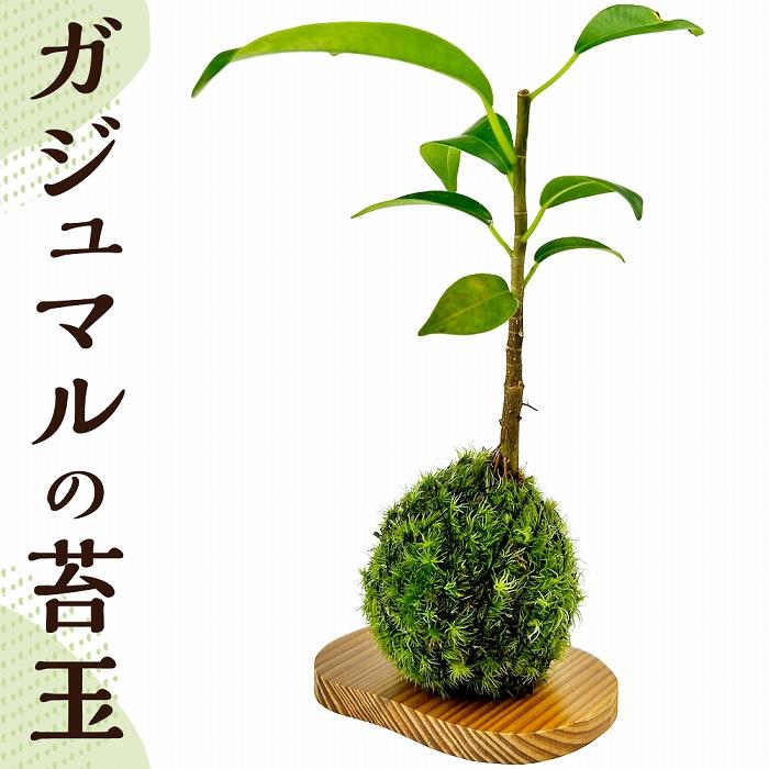 【ふるさと納税】ガジュマルの苔玉(苔玉用屋久杉皿付き) | お家時間　苔　屋久島　ガジュマル