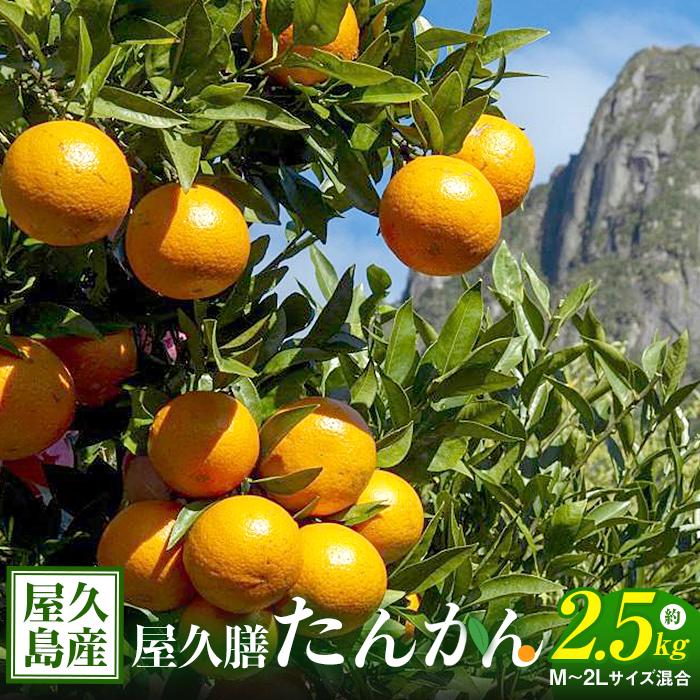 【ふるさと納税】屋久膳旬果『屋久島産 たんかん』2.5kg・混合（M～2Lサイズ おまかせ）【先行受付／数量限定】 | 鹿児島 屋久島 お取り寄せ ご当地 たんかん タンカン くだもの 果物 フルーツ 特産品 名産品 柑橘 柑橘類 かんきつ類 柑橘フルーツ 果実 国産のサムネイル