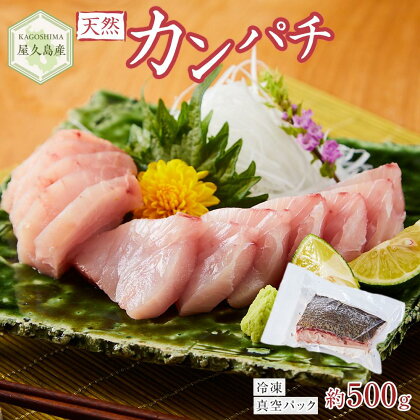 屋久島産 天然カンパチ 約500g ブロック 冷凍 真空パック | カンパチ 魚 さかな 刺し身 刺身 さしみ 魚介 海鮮 海鮮丼 海の幸 冷凍 お取り寄せ グルメ 人気 おすすめ お楽しみ 屋久島 屋久島町 鹿児島県