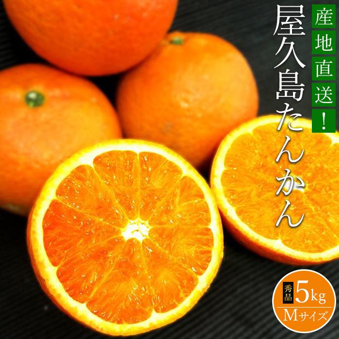[先行予約/40箱限定]大山果樹園厳選 贈答用 屋久島たんかん 5kg[秀品Mサイズ] | タンカン 国産 果物 くだもの フルーツ 柑橘 数量限定 期間限定 屋久島町 鹿児島 屋久島 ふるさと 納税 お取り寄せ ご当地 ギフト 贈答用