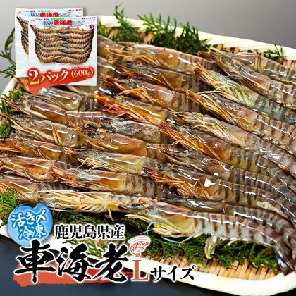 活き〆冷凍 車海老 Lサイズ 計600g 鹿児島県産 (養殖) | エビ 海老 送料無料 屋久島 屋久島町 鹿児島 鹿児島県 九州 海鮮 エビフライ エビチリ 魚介類 冷凍 お取り寄せ オススメ