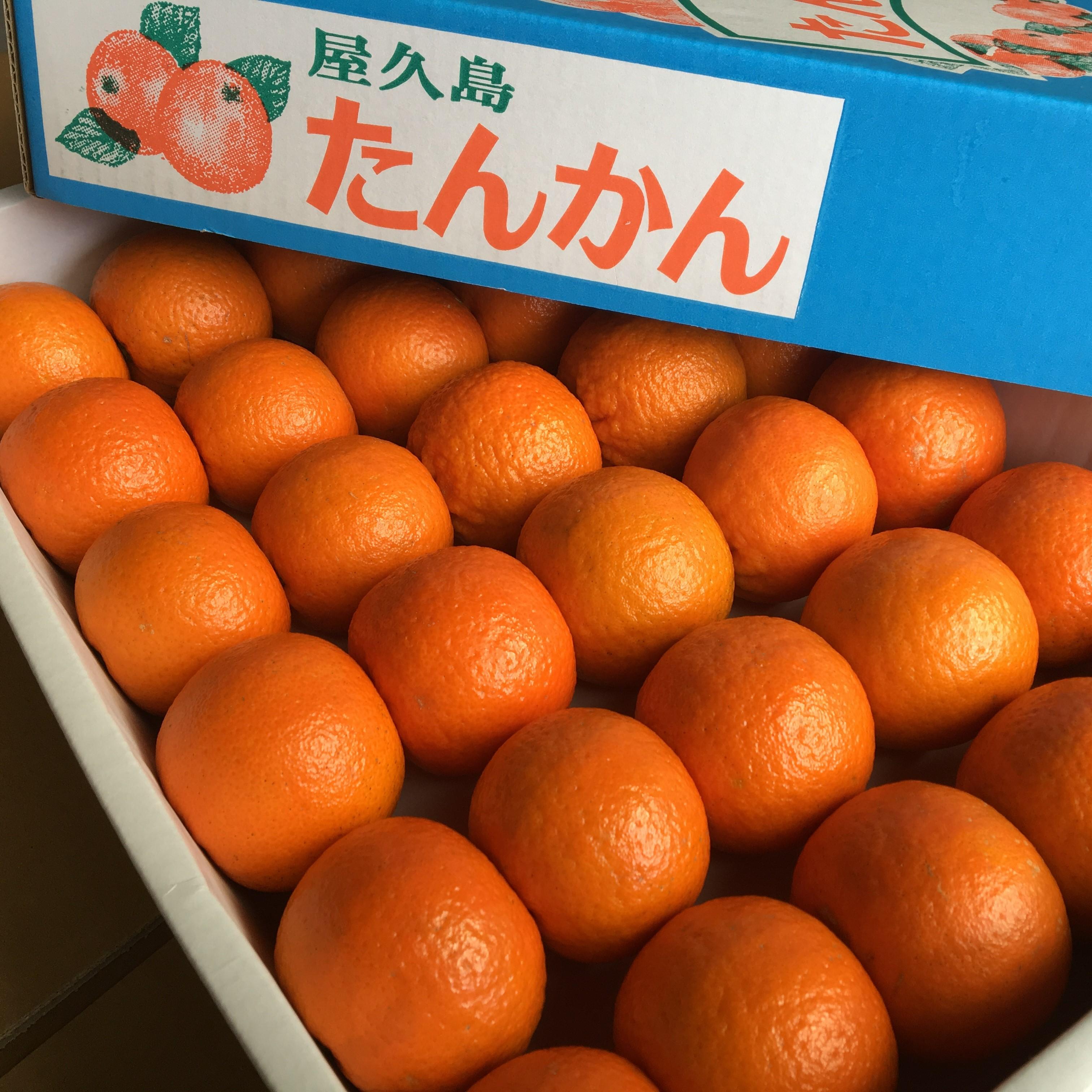 【ふるさと納税】2026年 屋久島産たんかん 約3.5kg・Lサイズ＜先行予約／数量限定＞ | 鹿児島県 屋久島町 鹿児島 屋久島 お取り寄せ 取り寄せ ご当地 たんかん タンカン くだもの 果物 フルーツ 柑橘 柑橘類 かんきつ類 柑橘フルーツ 果実 先行受付 数量限定