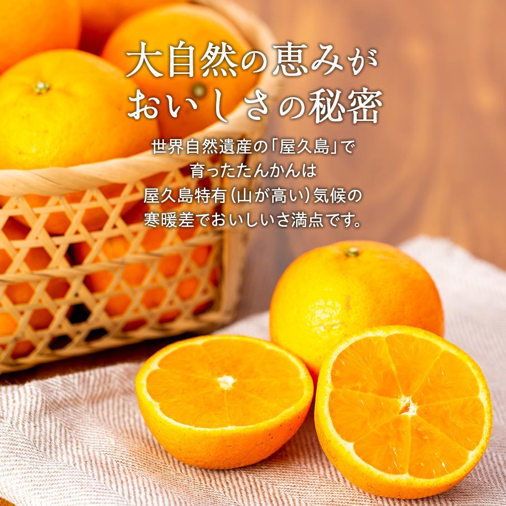 【ふるさと納税】2026年 屋久島産たんかん 約3.5kg・Lサイズ＜先行予約／数量限定＞ | 鹿児島県 屋久島町 鹿児島 屋久島 お取り寄せ 取り寄せ ご当地 たんかん タンカン くだもの 果物 フルーツ 柑橘 柑橘類 かんきつ類 柑橘フルーツ 果実 先行受付 数量限定