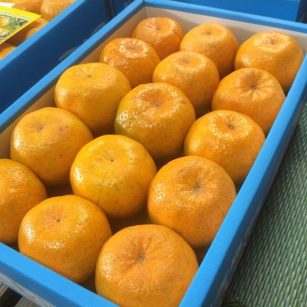 【ふるさと納税】2025年 屋久島産 ぽんかん 約5kg・Lサイズ＜先行予約／数量限定＞ | 鹿児島県 屋久島町 鹿児島 屋久島 お取り寄せ ご当地 ぽんかん ポンカン くだもの 果物 フルーツ 柑橘 柑橘類 かんきつ類 柑橘フルーツ 果実 先行受付 数量限定