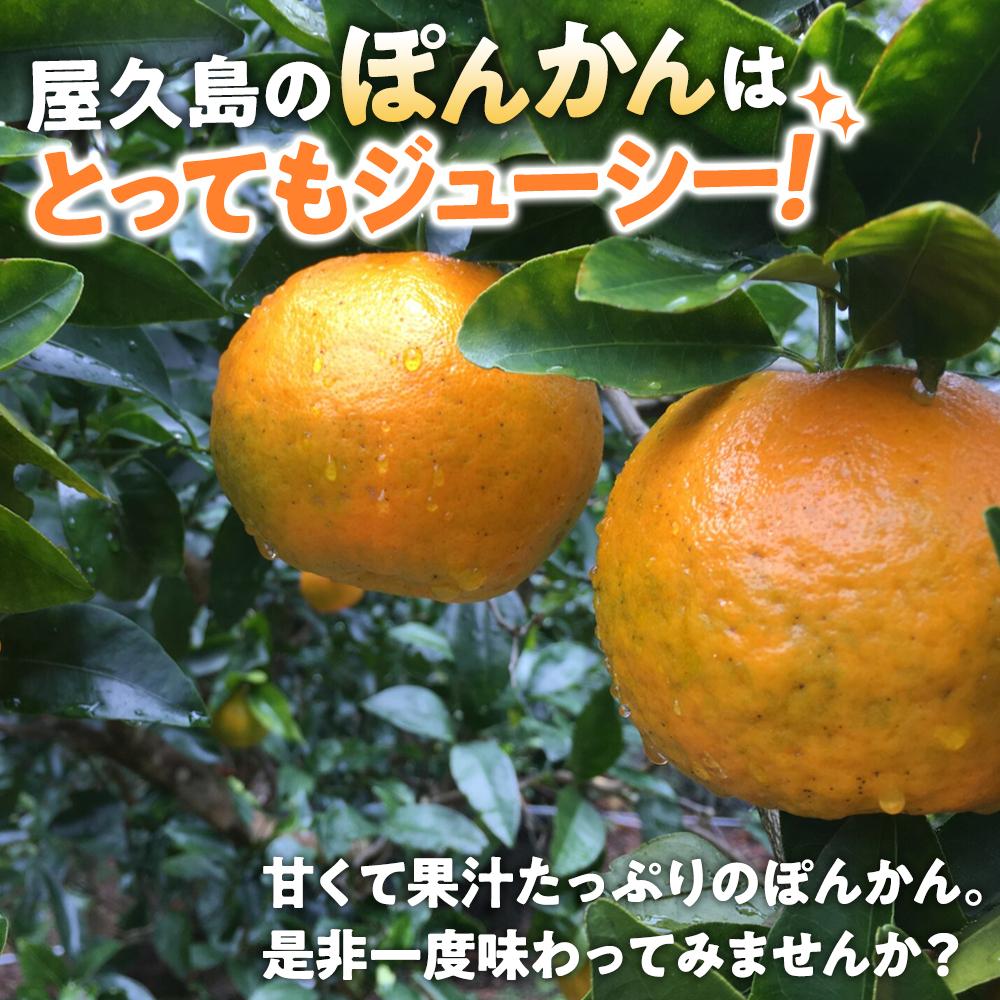 【ふるさと納税】2025年 屋久島産 ぽんかん 約5kg・Lサイズ＜先行予約／数量限定＞ | 鹿児島県 屋久島町 鹿児島 屋久島 お取り寄せ ご当地 ぽんかん ポンカン くだもの 果物 フルーツ 柑橘 柑橘類 かんきつ類 柑橘フルーツ 果実 先行受付 数量限定