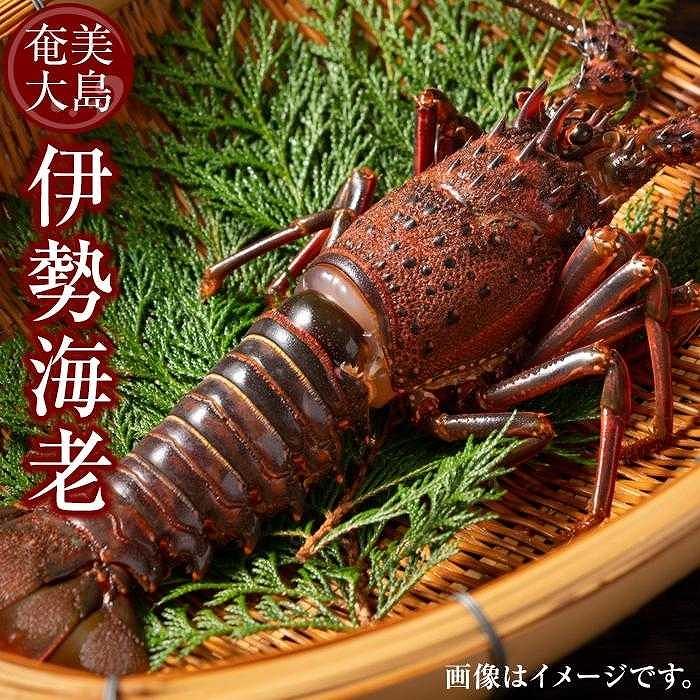 【ふるさと納税】奄美大島 瀬戸内町産 伊勢海老 約2kg（加計呂麻の塩付き） | 2キロ 奄美 奄美大島 エビ 瀬戸内町 鹿児島 鹿児島県 九州 海鮮 送料無料 魚介類 おすすめ 加計呂麻島 塩 お取り寄せ 数量限定 期間限定