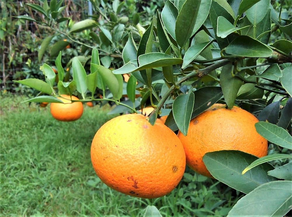 ☆先行受付☆武富農園の奄美 津之輝 約3kg