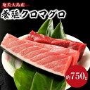 【ふるさと納税】奄美大島産養殖クロマグロ 3柵セット 750g以上 大トロ 中トロ 赤身 冷凍 | マグロ 約750g 3柵 鮪 刺身 養殖 海鮮丼 手巻き寿司...