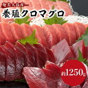 【ふるさと納税】奄美大島産養殖クロマグロ 1,250g以上 まるごと満喫セット 柵5P他 大トロ 中トロ 赤身 かま ホホの身 大容量 冷凍 | 鮪 約1,25...