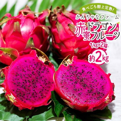 【先行予約】2024年発送　奄美大島産 食べごろ樹上完熟『赤蜜ドラゴンフルーツ』1kg×2箱セット＜北海道・沖縄県配送不可＞ | 果物 くだもの フルーツ お取り寄せ グルメ 人気 おすすめ 九州 奄美 奄美大島 鹿児島 鹿児島県 送料無料 先行受付