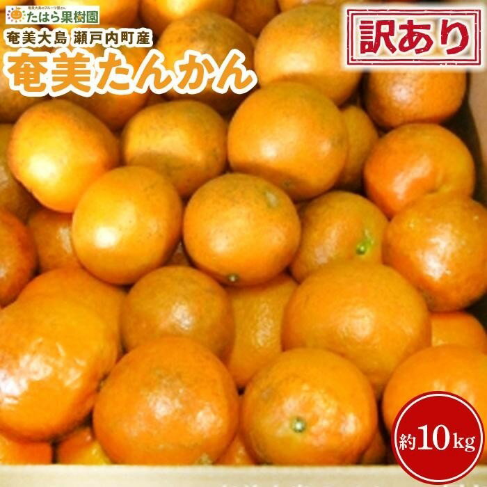 [2026年2月以降発送]訳あり 奄美たんかん 家庭用10kg[数量限定/先行予約] | 10kg 奄美 奄美大島 たんかん フルーツ 果物 期間限定 瀬戸内町 鹿児島 鹿児島県 九州 送料無料 おすすめ 人気 柑橘 お取り寄せ 家庭用