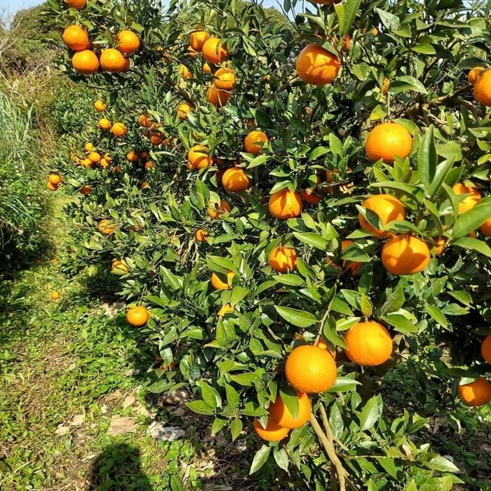 鹿児島県瀬戸内町の画像2