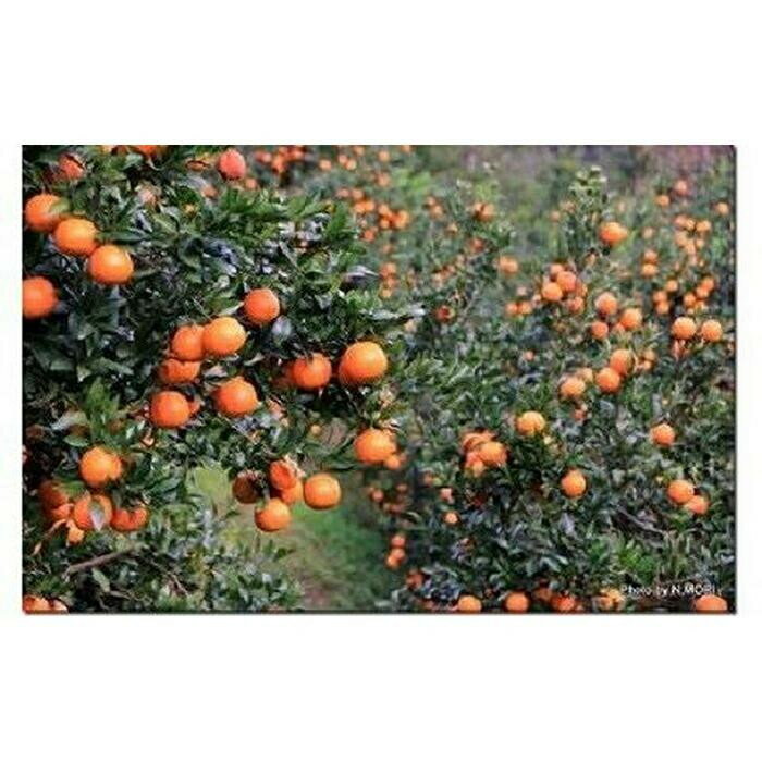 [2026年発送 先行予約]武富農園の奄美たんかん 約5kg Sサイズ | 果物 フルーツ 先行予約 数量限定 送料無料 奄美 奄美大島 瀬戸内町 鹿児島 鹿児島県 九州 お取り寄せ おすすめ