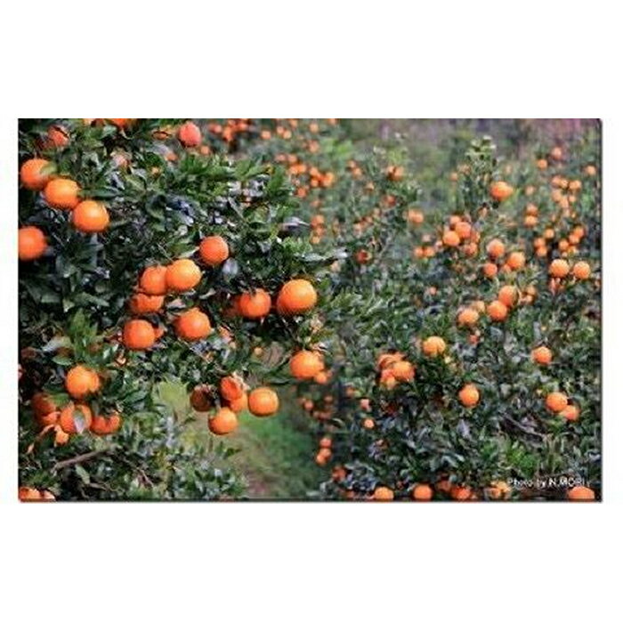 【ふるさと納税】【2026年発送 先行予約】武富農園の奄美たんかん 約10kg Sサイズ | 果物 フルーツ 先行予約 数量限定 送料無料 奄美 奄美大島 瀬戸内町 鹿児島 鹿児島県 九州 お取り寄せ おすすめ