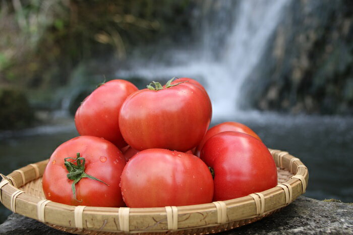 【ふるさと納税】【2022年12月～発送】『喜界島トマト』2kg　バガス醗酵有機肥料使用栽培