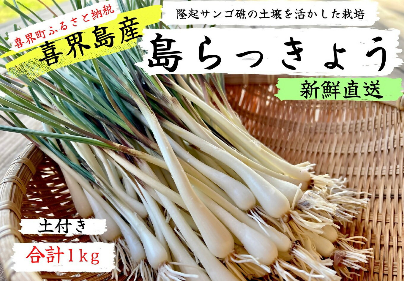 【ふるさと納税】2024年5月頃から発送【鮮度抜群！土付き】喜界島産 島らっきょう　1kg