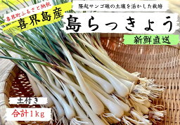 【ふるさと納税】2024年5月頃から発送【鮮度抜群！土付き】喜界島産 島らっきょう　1kg