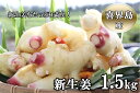 【ふるさと納税】喜界島産『新生姜』1.5Kg ショウガ/しょうが【2025年9月から発送】