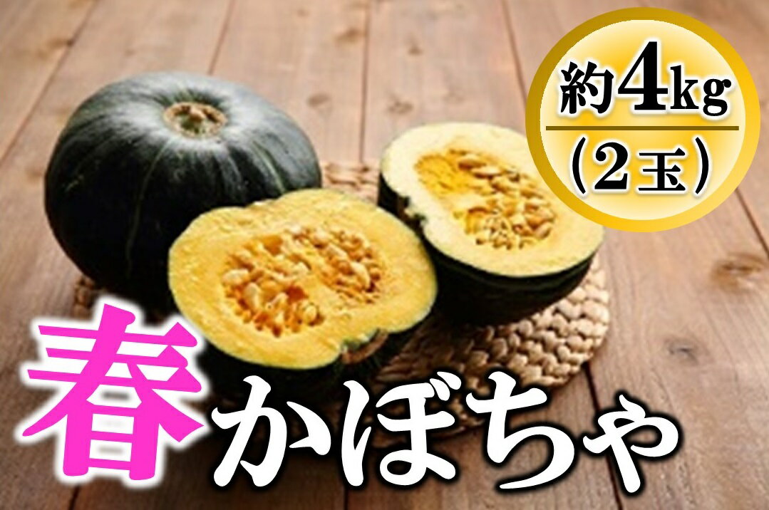 野菜・きのこ(かぼちゃ)人気ランク17位　口コミ数「0件」評価「0」「【ふるさと納税】先行受付『2024年5月発送』喜界町産「春かぼちゃ」2玉(約4kg)」