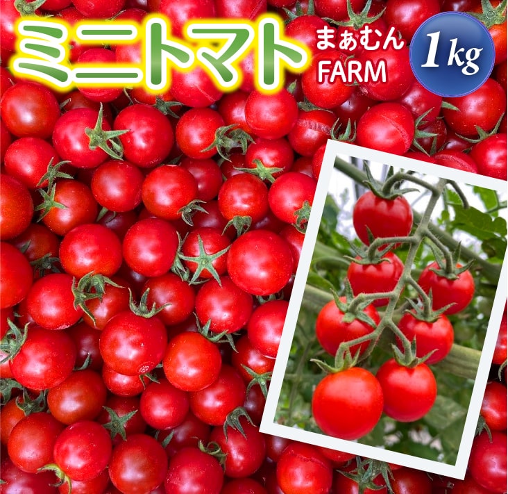 喜界島産ミニトマト 1kg[まぁむんFARM][2026年1月中旬以降発送]