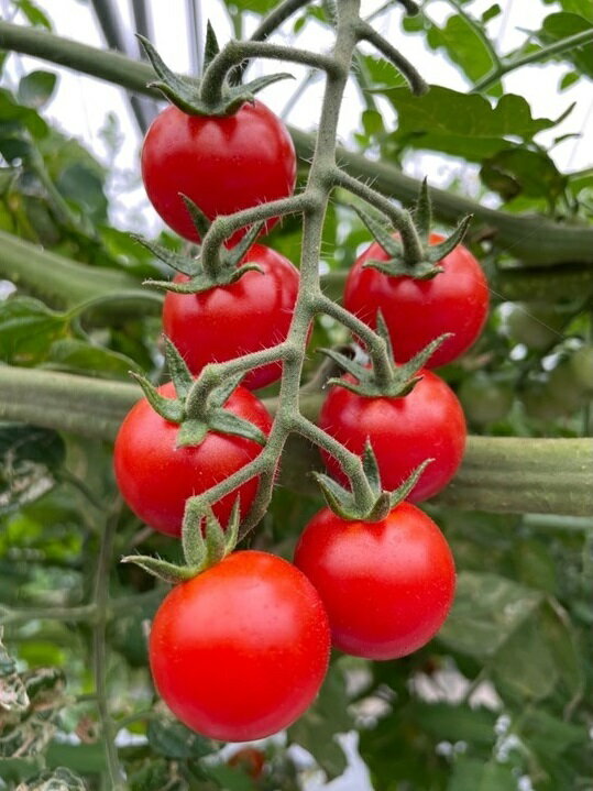 鹿児島県喜界町の画像2