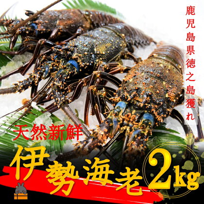 《地魚専門店 鮮魚 魚一さん直送》～徳之島獲れ！伊勢海老～（約2kg）