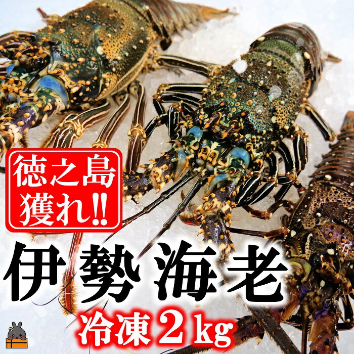 【ふるさと納税】新鮮なまますぐ冷凍!!徳之島産冷凍伊勢海老2kg（3尾～5尾）