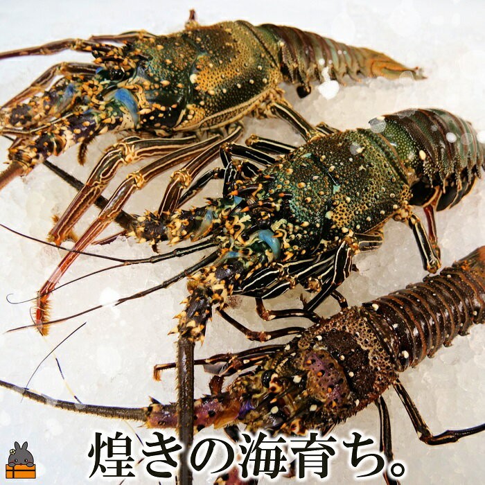 【ふるさと納税】新鮮なまますぐ冷凍!!徳之島産冷凍伊勢海老2kg（3尾～5尾）