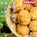 【ふるさと納税】《今が旬！》～これからは産地で選びたくなる～徳之島産新じゃがいも（5kg） ( バレイショ 野菜 旬 春 徳之島 奄美 鹿児島 肉じゃが カレー じゃがバター 美味しい 人気 オススメ )