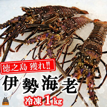 新鮮なまますぐ冷凍!!徳之島産冷凍伊勢海老1kg（2尾～4尾）