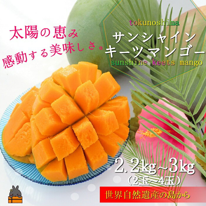 【ふるさと納税】《まもなく旬！》徳之島サンシャインキーツマンゴー（2玉～4玉） ( マンゴー キーツマンゴー 緑のマンゴー 糖度 完熟 徳之島 奄美 鹿児島 フルーツ 果物 甘い 美味しい 島 ）のサムネイル