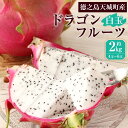 【ふるさと納税】【2026年発送】徳之島 天城町産 ドラゴンフルーツ 白玉 約2kg 4~6玉 ご家庭用 ピタヤ 南国 フルーツ トロピカルフルーツ 果物 美容 健康 鹿児島県 送料無料 AJ-35-N