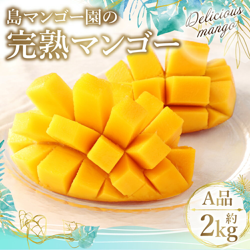 【ふるさと納税】【2026年発送】 【先行受付】徳之島 天城町【贈答用】島マンゴー園 完熟マンゴー A品 約2kg 4～6玉 糖度13度以上 マンゴー 果物 くだもの フルーツ 贈答用 ギフト 冷蔵 天城町産 国産 送料無料