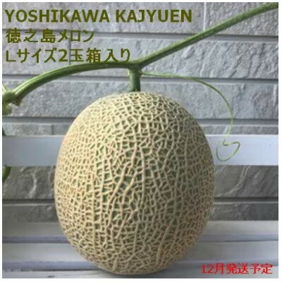 【ふるさと納税】【2025年12月より順次発送】吉川果樹園 徳之島 メロン L2玉 (専用箱入り)【1407134】