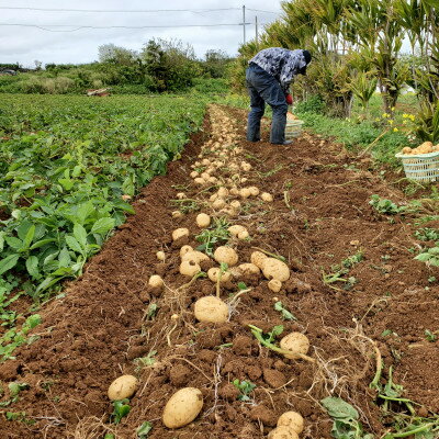 【ふるさと納税】【先行予約! 2026年2月中旬発送】 伊仙町 特産品 有機栽培 ばれいしょ 約5kg【1474129】