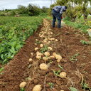 【ふるさと納税】【先行予約! 2026年2月中旬発送】 伊仙町 特産品 有機栽培 ばれいしょ 約10kg【1484237】