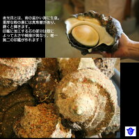 【ふるさと納税】夜光貝印鑑2