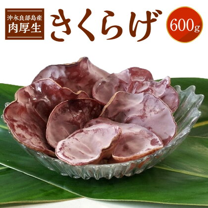 沖永良部島産 肉厚 生きくらげ 600g 産地直送 栽培期間中農薬不使用 安心 安全 食物繊維 カルシウム ミネラル ビタミンD 栄養 美容 健康 食品 きのこ こりこり ぷりぷり 中華 食材 送料無料