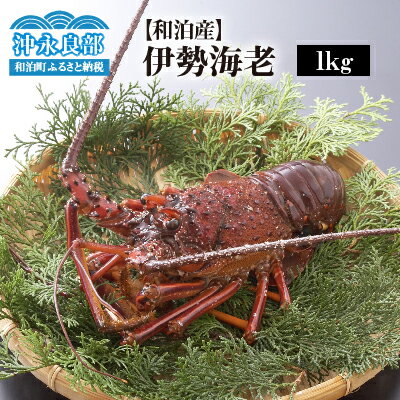 伊勢海老 約 1kg 3～4尾 天然 活き〆 急速 冷凍 漁師直送 新鮮 グルメ 食品 海老 魚介類 海産物 縁起物 バーベキュー グリル ボイル 味噌汁 グラタン パエリア 特産品 鹿児島県 和泊町 沖永良部島 お取り寄せ 送料無料