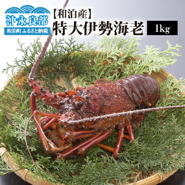 【ふるさと納税】【和泊産】店主が素潜りで獲った特大伊勢海老1kg