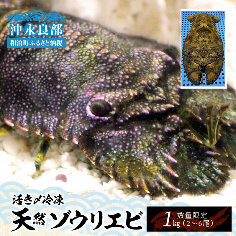 【ふるさと納税】数量限定 ゾウリエビ 約 1kg 2〜6尾 天然 活き〆冷凍 漁師直送 素潜り漁 急速 冷凍 希少 貴重 新鮮 おすすめ グルメ お取り寄せ 海産物 プリプリ 甘みが強い バーベキュー グリル ボイル 味噌汁 グラタン パエリア 沖永良部島 送料無料