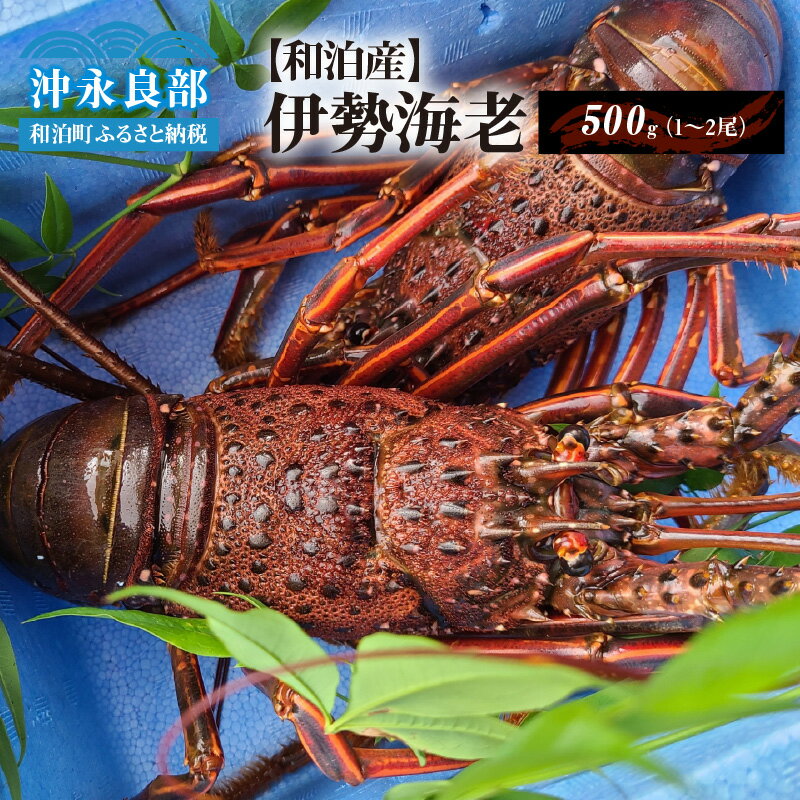 伊勢海老 約500g 1〜2尾 天然 活き〆冷凍 漁師直送 素潜り漁 急速 冷凍 新鮮 おすすめ グルメ プレゼント 贈答品 お取り寄せ 海産物 縁起物 バーベキュー グリル ボイル 味噌汁 グラタン パエリア 特産品 沖永良部島 送料無料